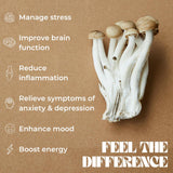 Brain Booster - Nootropic Mushroom Capsules