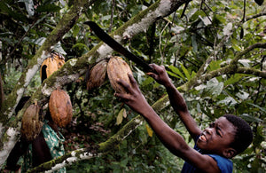 Unethical Cacao?