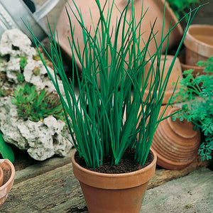 Sustainable Gardening: 3 Easy Indoor Herbs
