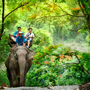 Animal Tourist Attractions to Avoid While on Vacation