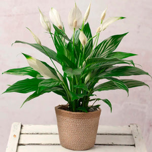 Color Your Winter: Beautiful Houseplants to Keep the Light Shining