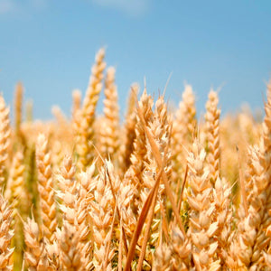 Why Planet Protein loves Ancient Grains