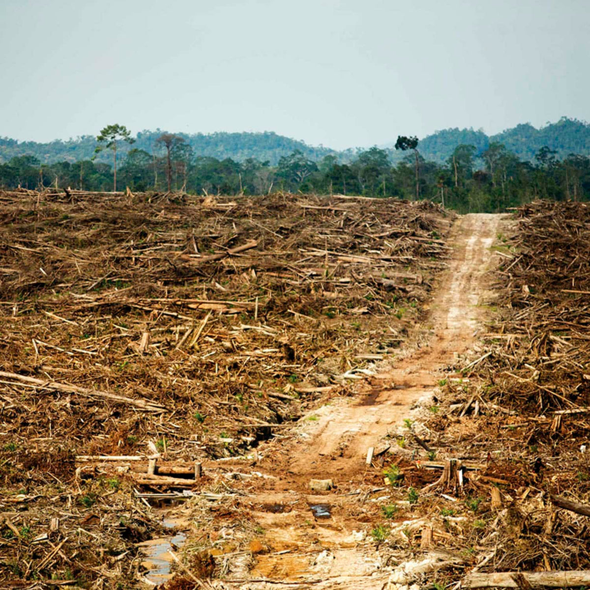 The Environmental Effects Of Palm Oil | Learn About Palm Oil – Planet ...