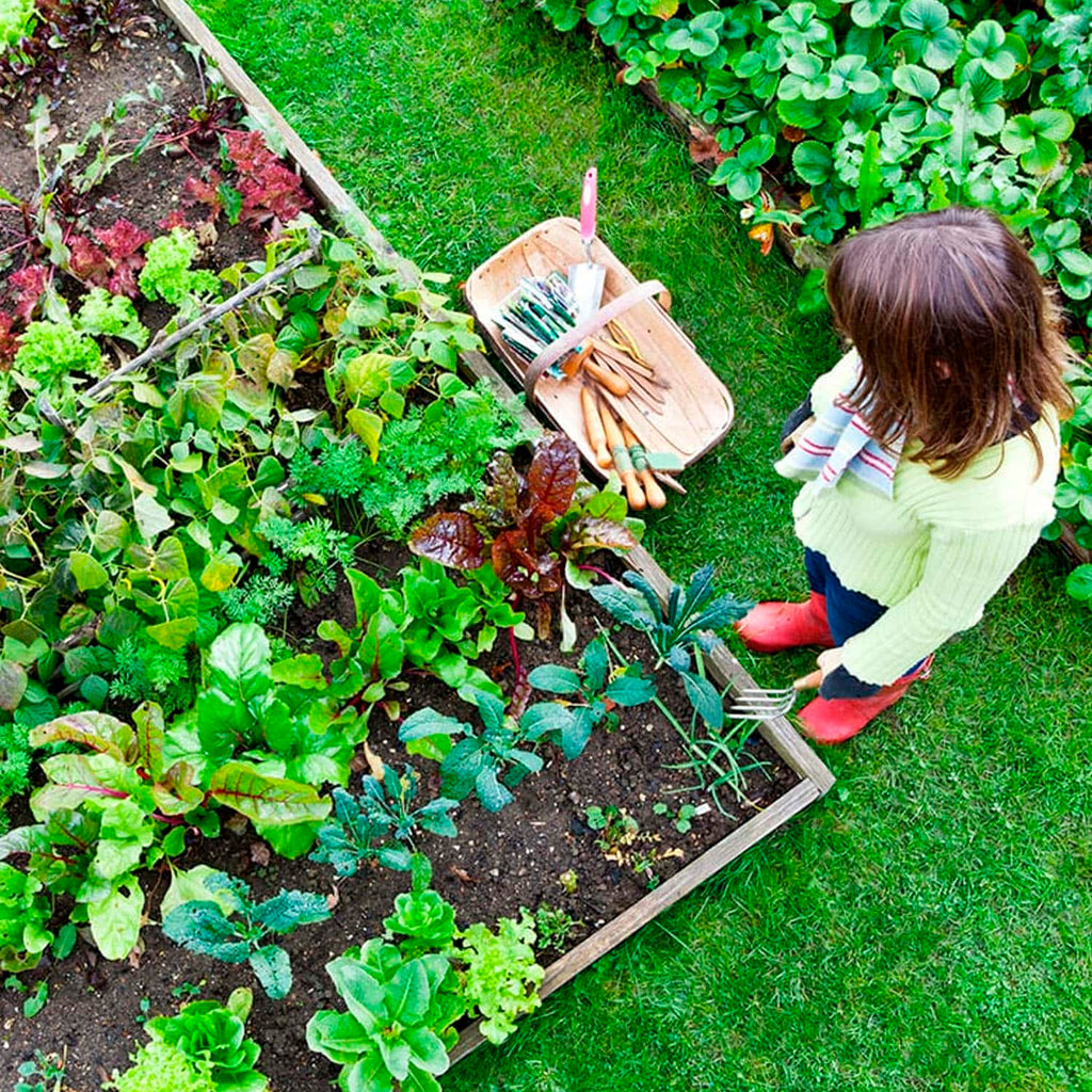 Helpful Gardening Tips for Beginners