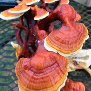 4 Reasons to try Reishi Mushrooms