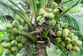 Coconuts for an Eco-World