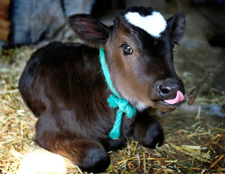 Benevolent Bovines: Proof That Cows Are Sentient Beings