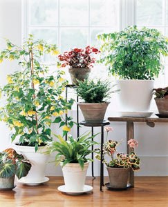 Health Benefits of Indoor Plants