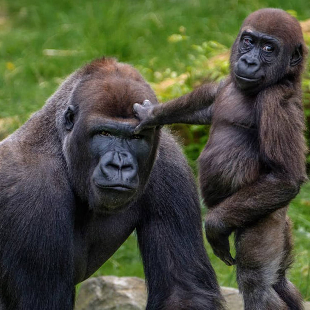 Father's Day 2019: 3 Amazing Animal Dads