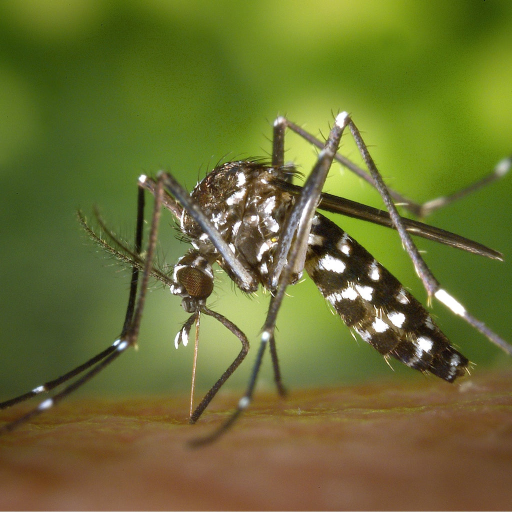3 Holistic Mosquito Repellents