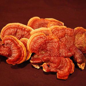 The Magic of Reishi Mushrooms